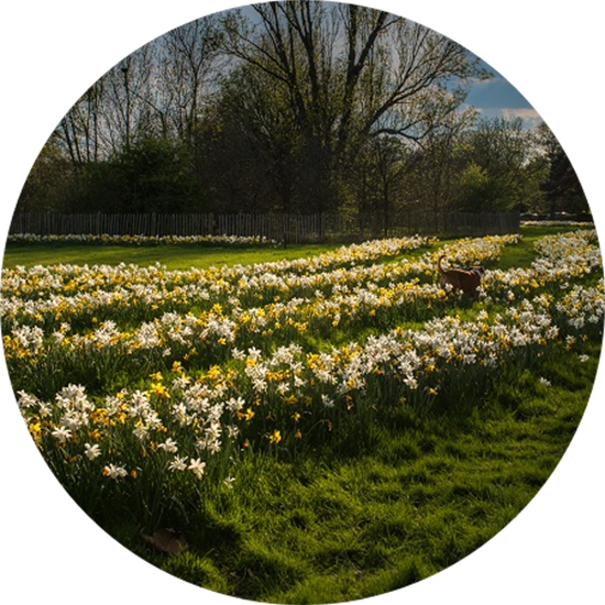 A park with flowers